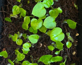NEW RELEASE - Anthurium Michelle x Besseae aff One 1-2 Leaf Sprout