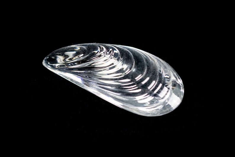 Puede incluir: Un objeto de vidrio transparente con forma de concha de mejill&oacute;n. La superficie presenta crestas curvas moldeadas que siguen los contornos naturales de una concha, creando una textura reflectante que capta la luz en toda la pieza.