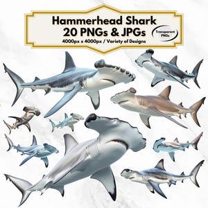 Hammerhead Shark Clipart, 20 Ocean Animal Designs, Marine Life Illustrations, PNG, JPG, Underwater Decor, Shark Art, Digital Download