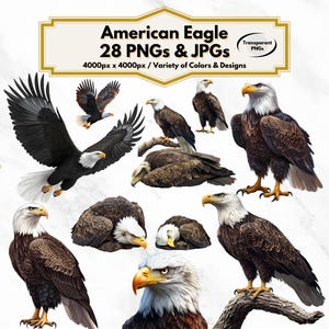 American Eagle Clipart, Bald Eagle Illustration, Patriotic PNG, USA Symbol, Independence Day Graphic, Wildlife Art, Eagle Clipart, Eagle Png