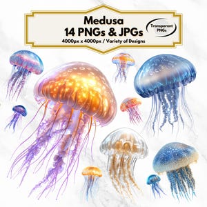 Medusa Jellyfish Clipart, 14 Ocean Animal Designs, Jellyfish Illustrations, Marine Life Art, PNG, JPG, Underwater Decor, Digital Download