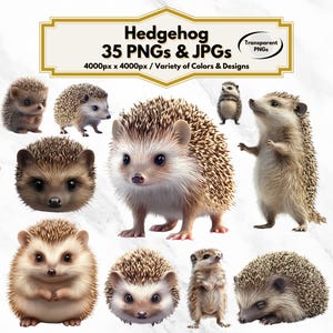 Hedgehog Clipart, Cute Woodland Animal Illustration, Hedgehog PNG, Wildlife Art, Nature Graphics, Forest Animal Decor, Scrapbooking