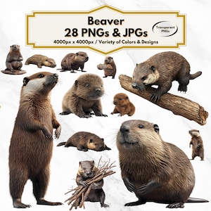 Beaver Clipart, Cute Beaver Illustration, Woodland Animal PNG, Wildlife Graphics, Forest Animal Art, Kids Crafts, Scrapbooking