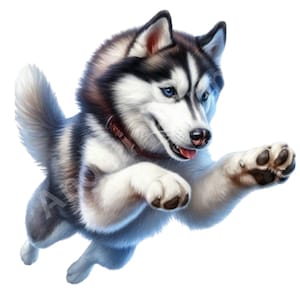 17 Husky Clipart, Aquarelle Clipart, PNG, Fond transparent, 300 DPI, pour l’impression, Conception Web, Produit numérique, Téléchargement instantané