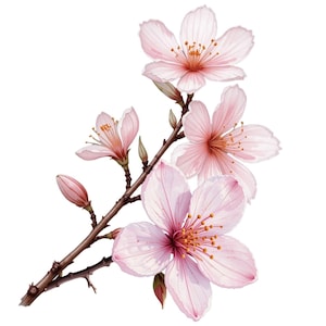19 Aquarell-Sakura-Cliparts – Japanische Kirschblüte, Blumenillustrationen, Kirschblüten-Clipart, japanische Kirschblüte, rosa Blumen
