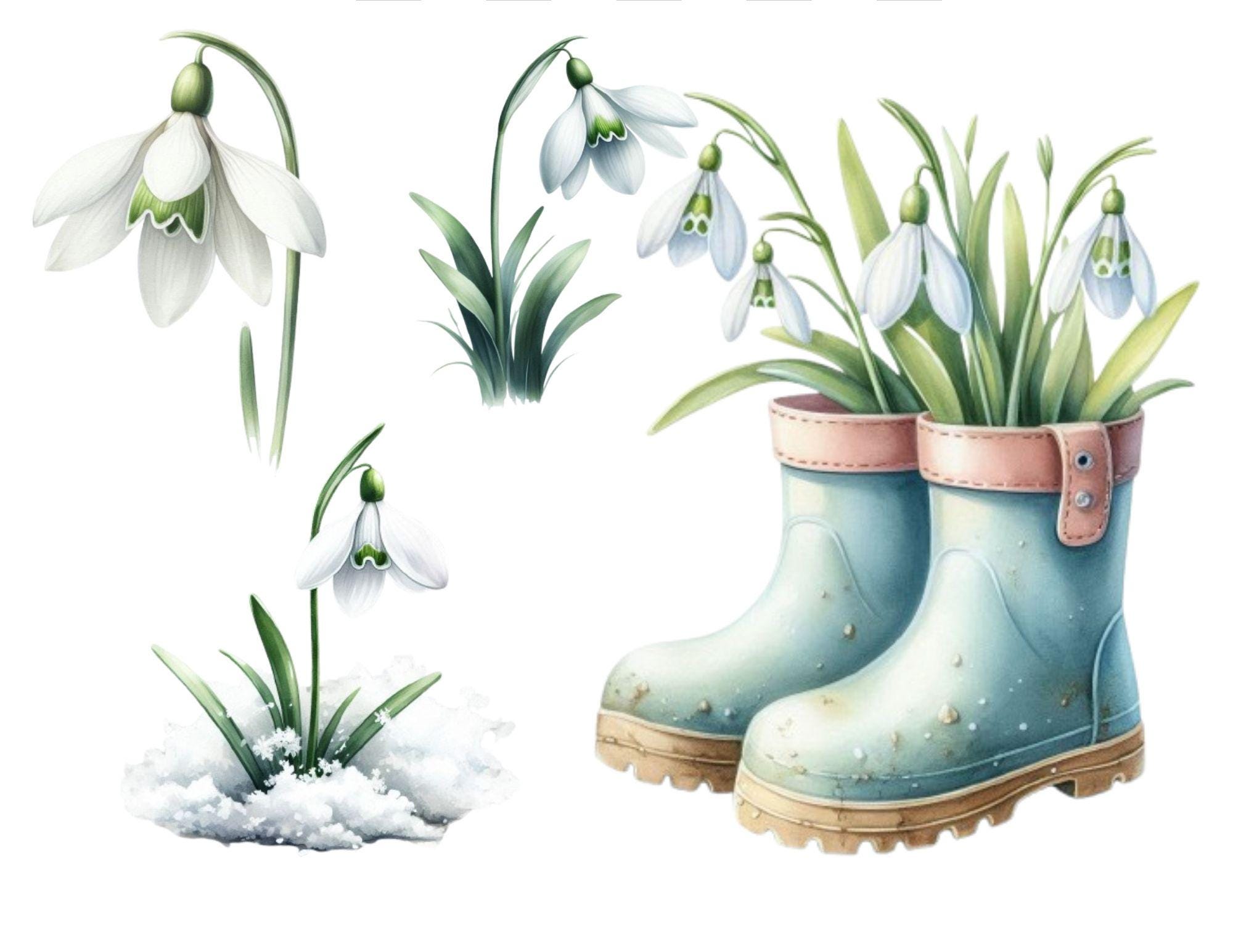 14 Watercolor Snowdrop Clipart - Spring Flowers for Cards, Stickers ...