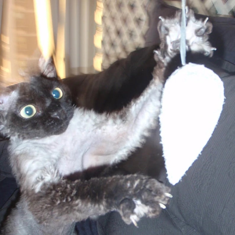 Puede incluir: Un gato negro con ojos azules est&aacute; jugando con un juguete blanco. El gato est&aacute; acostado de espaldas con las patas en el aire.