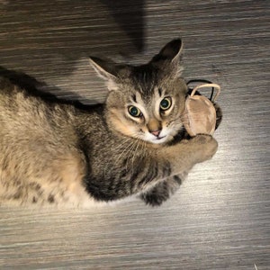 Puede incluir: Un gato atigrado marr&oacute;n con ojos verdes est&aacute; tumbado en un suelo de madera. El gato est&aacute; jugando con un juguete marr&oacute;n.