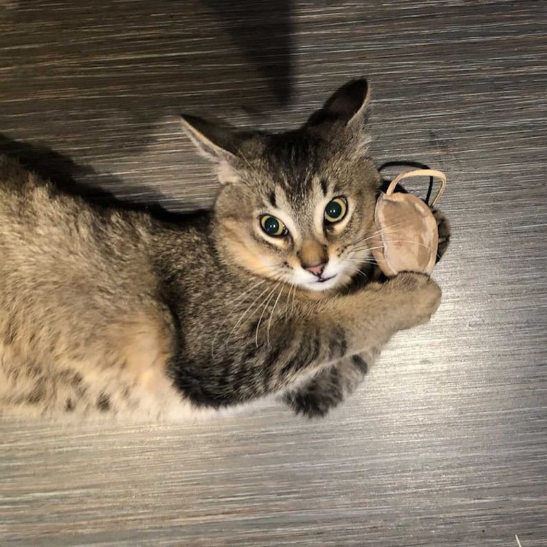 Puede incluir: Un gato atigrado marr&oacute;n con ojos verdes est&aacute; tumbado en un suelo de madera. El gato est&aacute; jugando con un juguete marr&oacute;n.