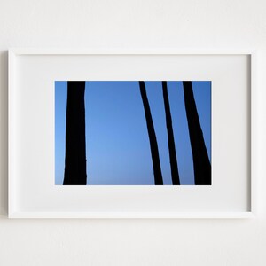 Trees in San Francisco Print, Presidio in San Francisco at Night, Printable Wall Art, Dark Blue Sky