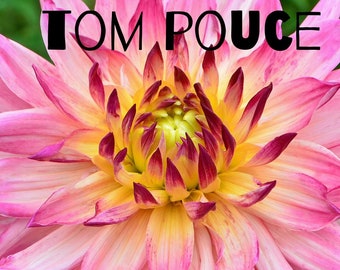 TOMPOUCE dessert dinnerplate DAHLIA pink/yellow tuber clump