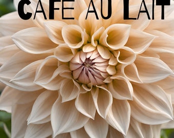 Café au LAIT famous decorative dinnerplate DAHLIA beigey pink tuber clump