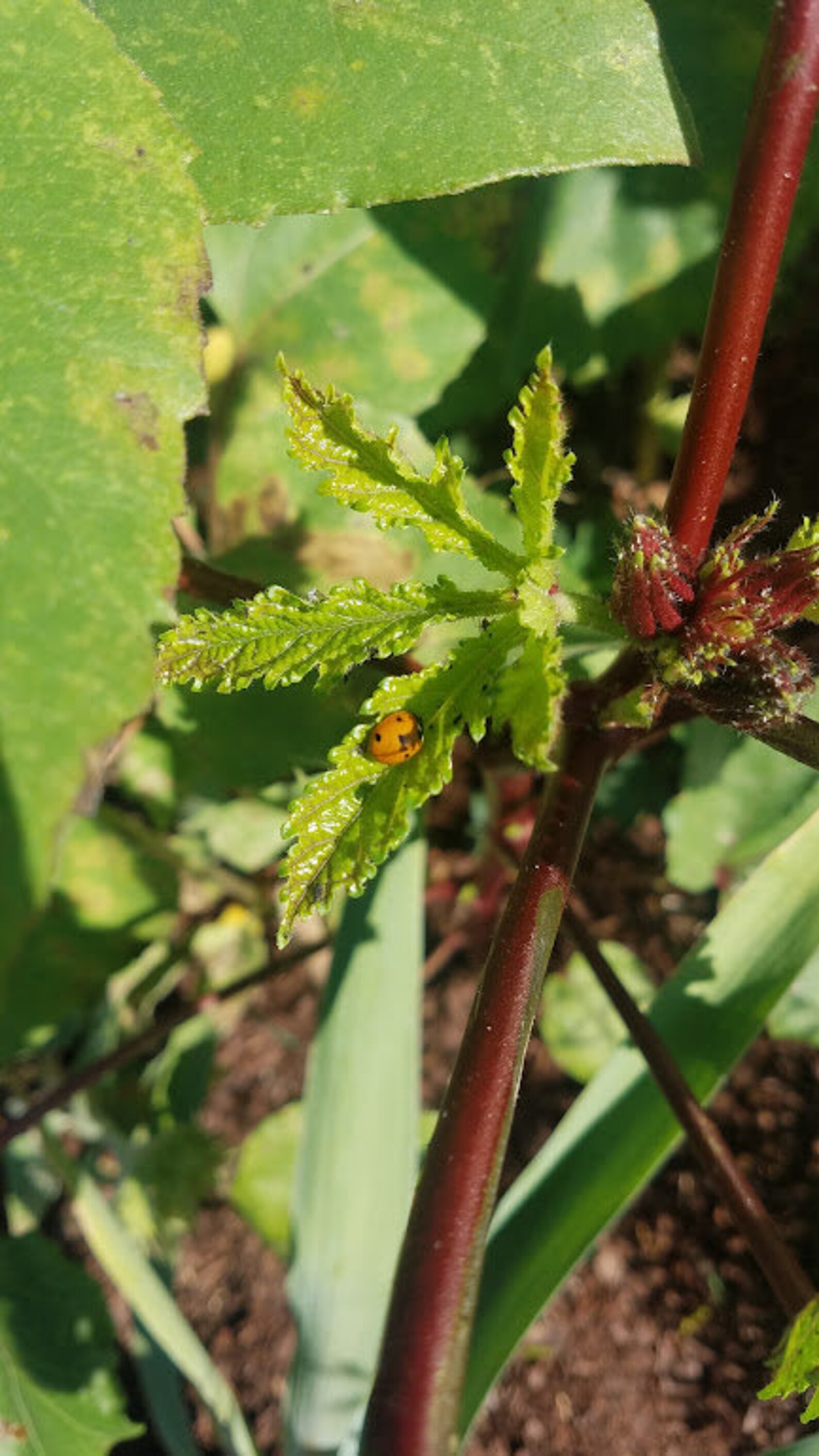 100 RED OKRA Vegetable SEEDS Red Burgundy Okra Open Pollinated Fresh