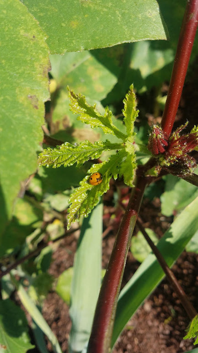 100 RED OKRA Vegetable SEEDS Red Burgundy Okra Open Pollinated Fresh