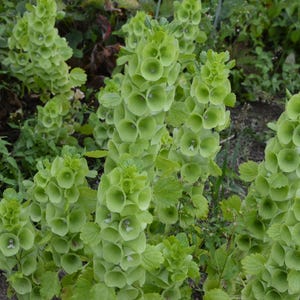 May include: A close-up of a cluster of green bellflowers, also known as Canterbury bells, blooming in a garden setting. The flowers are arranged in a bell-shaped cluster, with each bell having a slightly different shade of green.
