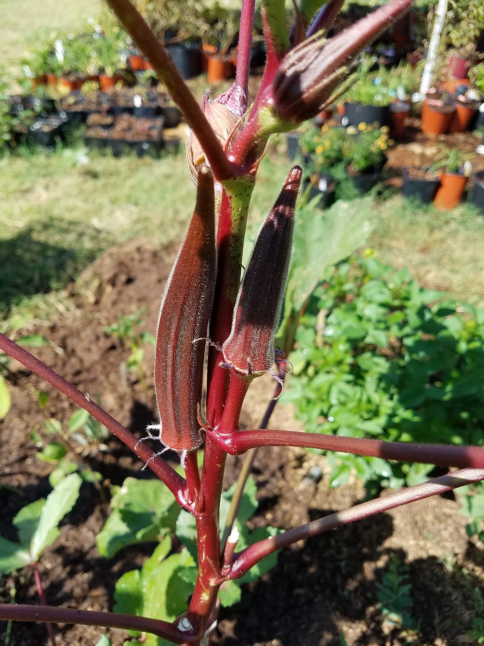 100 RED OKRA Vegetable SEEDS Red Burgundy Okra Open Pollinated Fresh