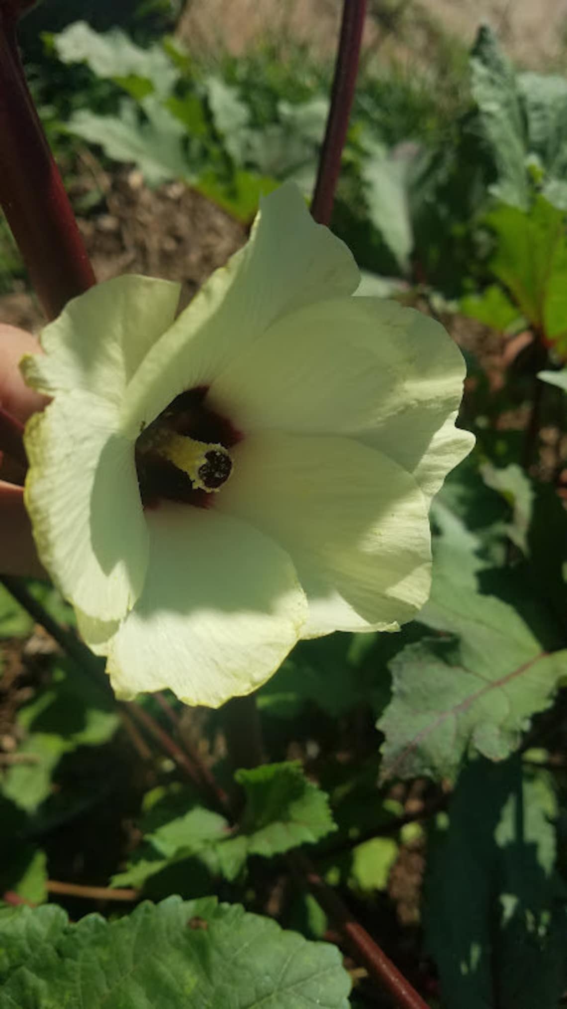 100 RED OKRA Vegetable SEEDS Red Burgundy Okra Open Pollinated Fresh