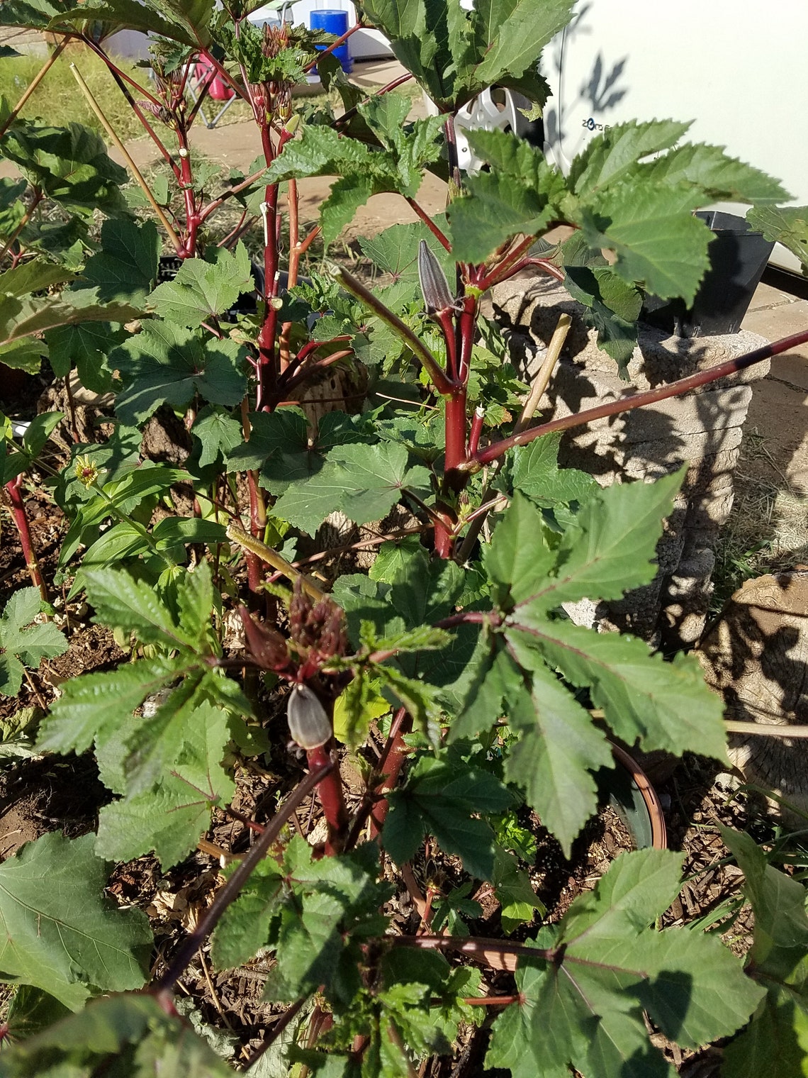 100 RED OKRA Vegetable SEEDS Red Burgundy Okra Open Pollinated Fresh