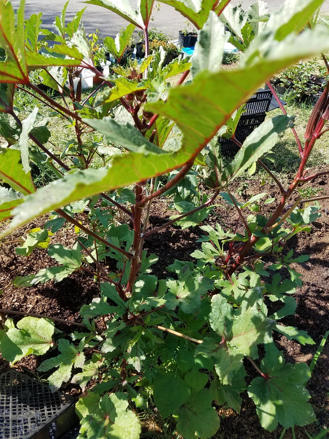 100 RED OKRA Vegetable SEEDS Red Burgundy Okra Open Pollinated Fresh