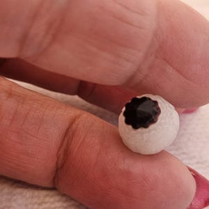 Puede incluir: Un objeto pequeño, redondo y blanco con un centro marrón oscuro en forma de flor. El objeto se sostiene entre los dedos y el fondo es de color claro.