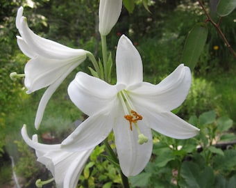 Divine Feminine Flower Essences Natural Organic Safe Effective Emotional Spiritual Energetic Support Heal Sacral Chakra Past Lives Ancestors