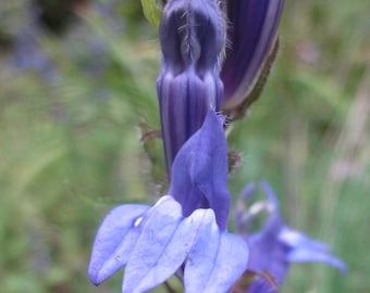 Dental Work Heal Natural Flower Essence   to Speed Recovery from Dental Procedures, Relax & Reduce Pain During or After