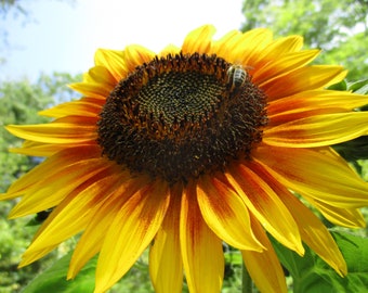 Flower Essences Natural Organic Remedies Daylilies Gladiolus Iris Roses Daffodils Poppies Lilacs Peonies & More