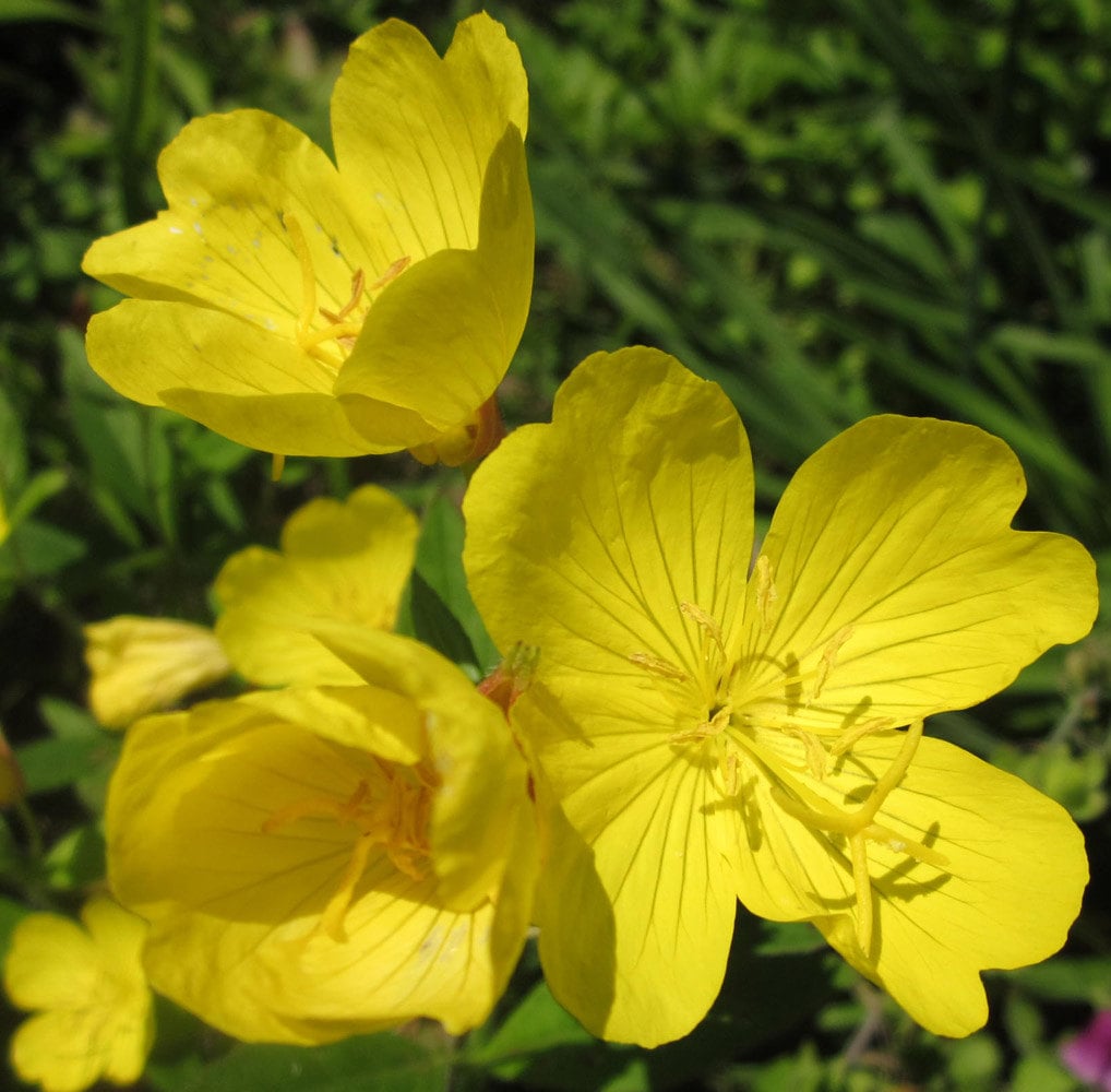 Crown of Sunflowers Natural Flower Essence Remedy for Personal Power