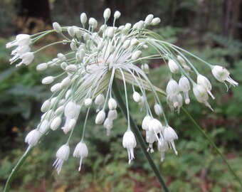 Soul Rescue Natural Flower Essence   for Healing Past Life Shock & Subtle Energy Trauma to Soul