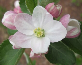Vital Heat Natural Flower Essence Warm Your Toes for Cold Weather, Winter Sports, Add Yang Energy to Ice Cream