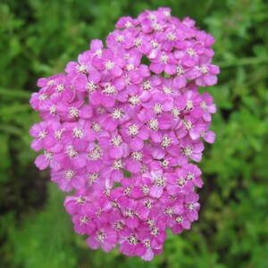 Puede incluir: Un grupo de flores de milenrama rosadas con centros blancos. Las flores est&aacute;n dispuestas en forma de coraz&oacute;n.