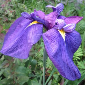 Puede incluir: Un primer plano de una flor de iris p&uacute;rpura con acentos amarillos. La flor tiene p&eacute;talos delicados y est&aacute; en plena floraci&oacute;n.