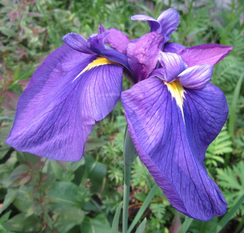 Puede incluir: Un primer plano de una flor de iris p&uacute;rpura con acentos amarillos. La flor tiene p&eacute;talos delicados y est&aacute; en plena floraci&oacute;n.
