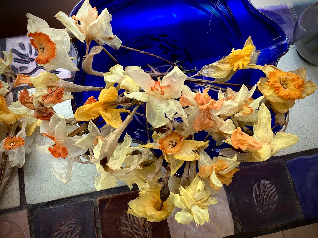 Dry Daffodil Flowers With or Without Stems Mixed Colors Yellow Etsy