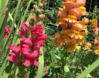 Snapdragon Flower Essence  , Jaw & Teeth Tension Aggression TMJ Energetic Relief for Mouth All Natural Organic