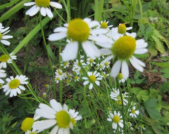 Rescate de esencias florales naturales sin picaduras de abeja para el alivio natural y calmante de molestias dolorosas en niños de cualquier edad.