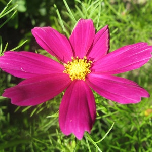 May include: A close-up of a magenta cosmos flower with eight petals and a bright yellow centre. The flower is set against a backdrop of green foliage. The petals are smooth and have a slight curve.