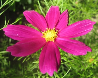 Creative Release Natural Flower Essence   Ease & Confidence Art Writing Dance Voice Business Teaching Public Speaking Soul Expression