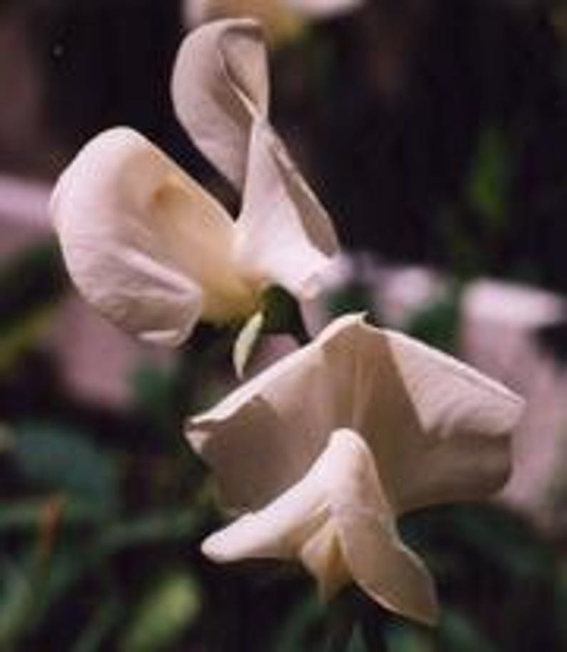 Esencia floral Sweet Dreams Natural para dormir, pesadillas, ronquidos, insomnio, terrores nocturnos, enuresis nocturna, eventos astrales y flashbacks. imagen 5