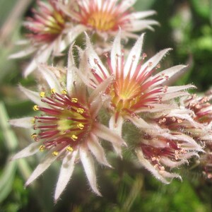 May include: Close-up of several succulent flowers with white, pointed petals and red and yellow centers. The flowers have a star-like shape and are surrounded by green foliage. The image is well-lit and shows the details of the plant.