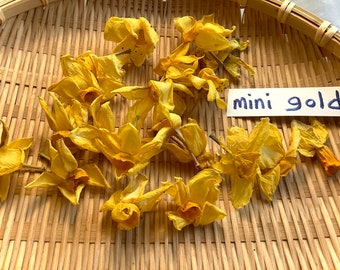Daffodils Miniature Dry Flowers yellow white orange gold crafts decor candles altar narcissus jonquil jewelry organic natural ritual magic