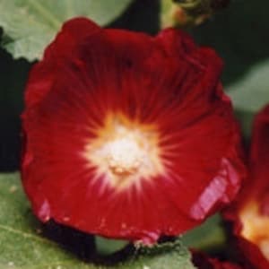 Money Flow Natural Flower Essence Remedy Vibrational Boost to Abundance, Prosperity, Ease & JOY with Finances
