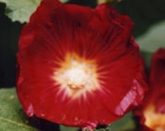 Money Flow Natural Flower Essence   Vibrational Boost to Abundance, Prosperity, Ease & JOY with Finances