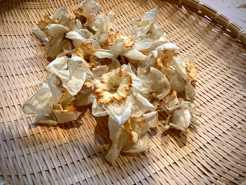 May include: A group of dried daffodils with white petals and yellow centers are arranged on a woven bamboo basket.