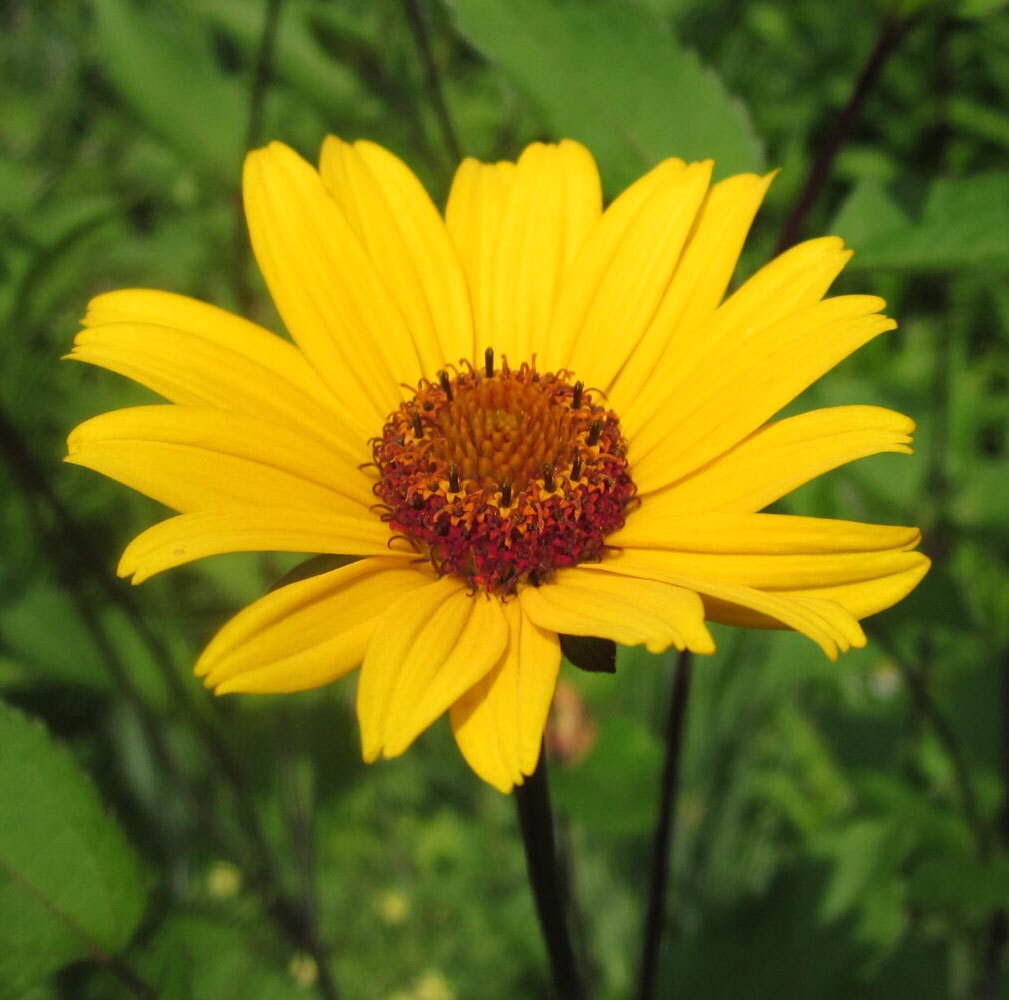 Crown of Sunflowers Natural Flower Essence Remedy for Personal Power