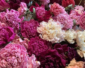 Dry Peony Blossoms, Whole Natural Flowers, Pink, White, Red, for Crafts, Wreaths, Tea, Bath, Bouquets, Altar, Organic, Naturally Dried