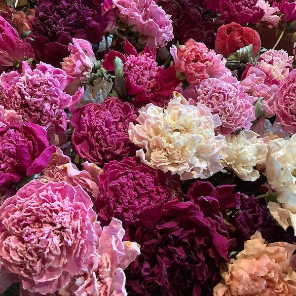 Flores de peonía secas, flores naturales enteras, rosas, blancas, rojas, para manualidades, coronas, té, baño, ramos, altar, orgánicas, secadas naturalmente.