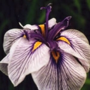 Custom Natural Flower Essence Wellness Harmony Balance Guidance Connection Earth Serenity Release Blocks Flow Based on your Birth Data