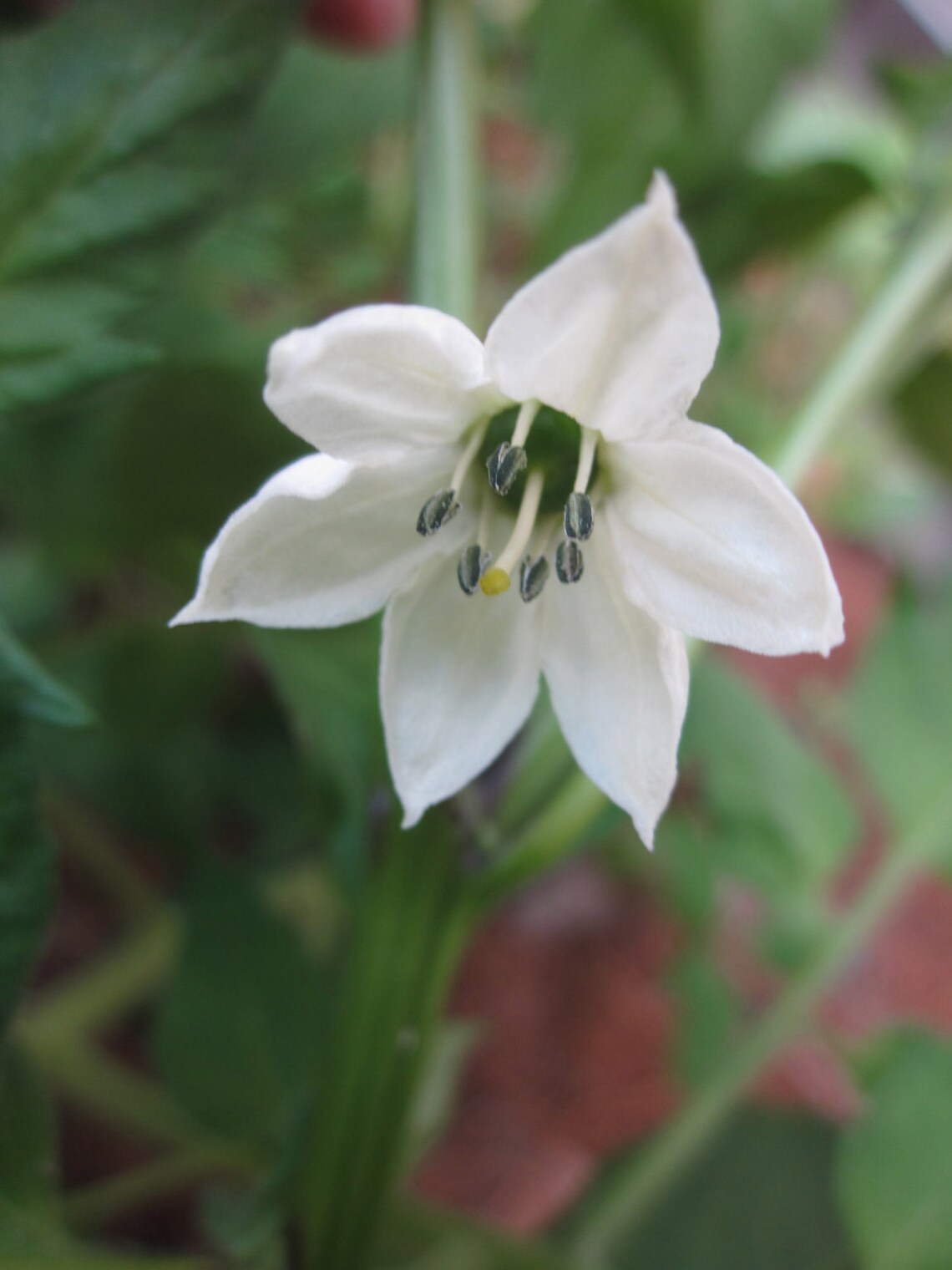 Kidney Chi Support Flower Essence Natural Remedy for Adrenal & Etsy