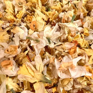 May include: A collection of dried daffodil flowers featuring a mix of white and yellow petals with orange centers. The flowers are densely packed together, showing various stages of dehydration with crinkled textures and muted color tones.